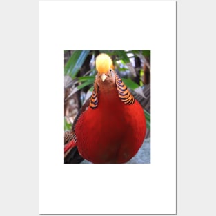 Golden Pheasant Posters and Art